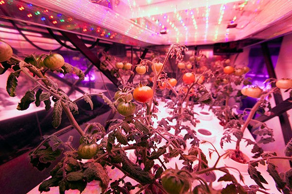 Prospects for plant lighting are promising, and technology giants are 